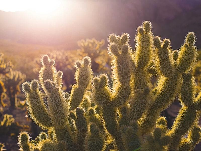 WhatsApp Automation UI